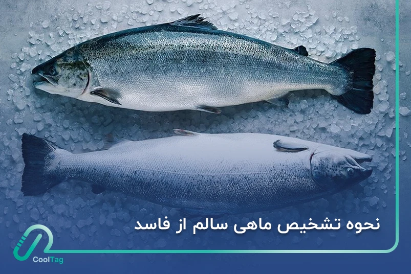 شناسایی ماهی سالم از فاسد