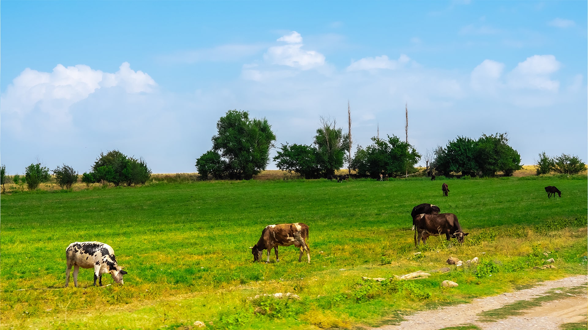 ردیابی دام