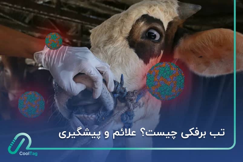 تب برفکی چیست